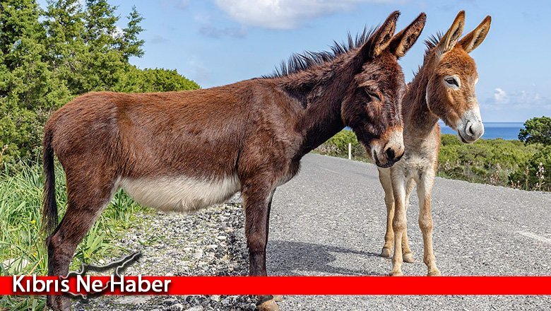 Güzelyurt Hayvanları Koruma Derneği öldürülen eşeklerle ilgi açıklama yaptı