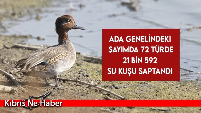 Ada genelindeki sayımda 72 türde 21 bin 592 su kuşu saptandı