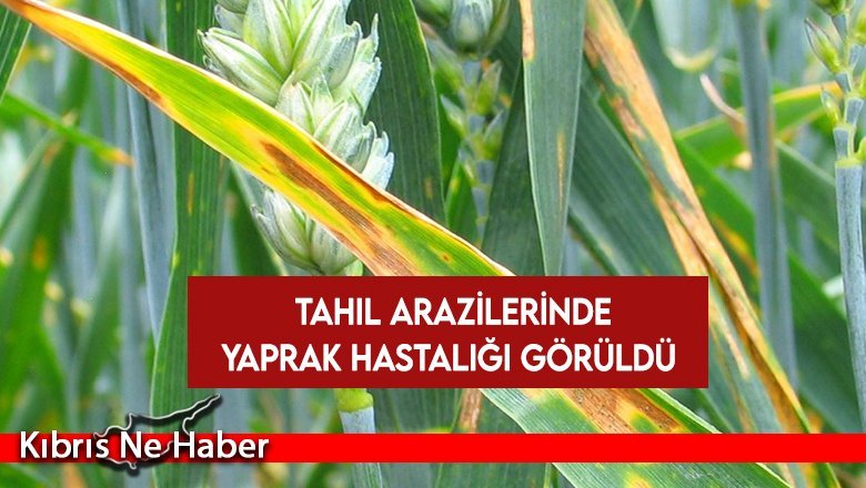 Tarım Dairesi: Tahıl arazilerinde yaprak hastalığı görüldü