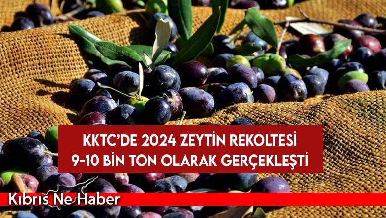 Yükselen değer “zeytincilik”… Şifa kaynağı kadim ürün zeytine talep tüm dünyada artıyor