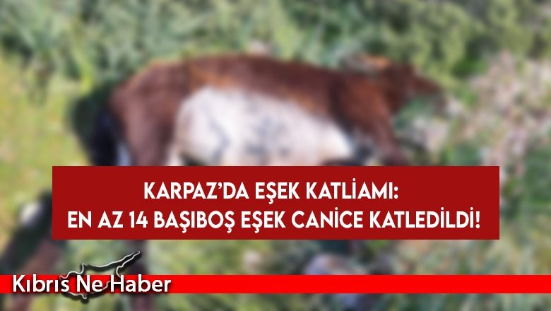 Katledilen eşekler arasında hamile bir anne ve yeni doğmuş yavrusu da bulunuyor...