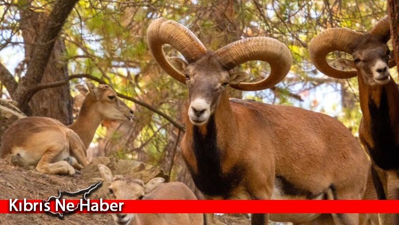 Kıbrıs’taki muflon sayısı üç bine ulaştı