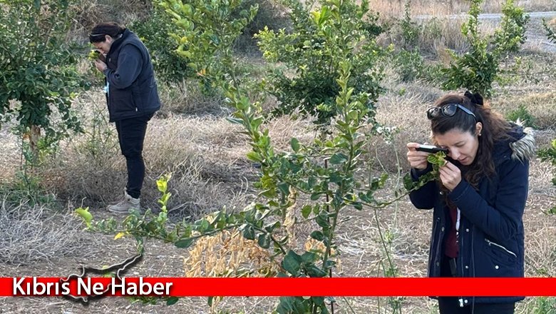 Tarım Bakanlığı zararlıya karşı biyolojik mücadelesini sürdürüyor
