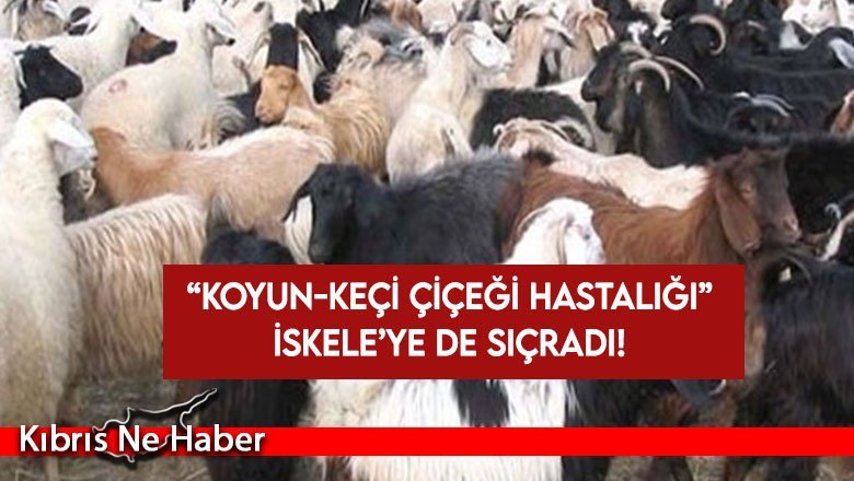 Koyun-Keçi Çiçeği Hastalığı yayılıyor: Veteriner Hekimler Birliği’nden uyarı
