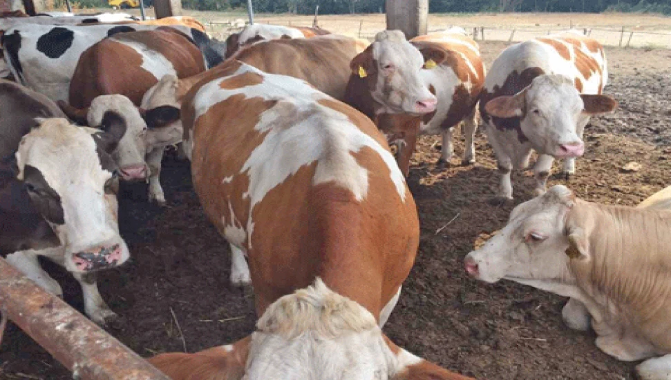 Şap hastalığıyla mücadelede 7 bin 700 büyükbaş hayvan aşılandı