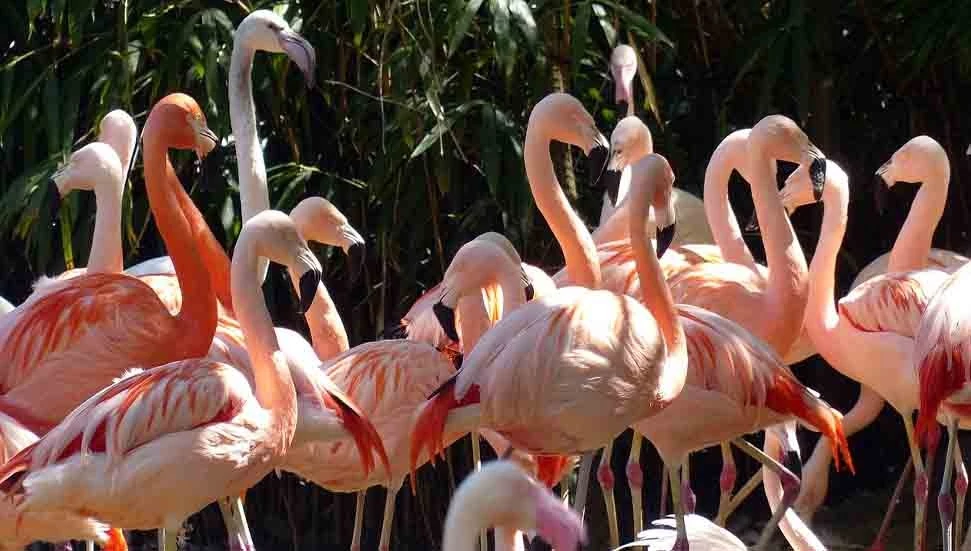 Güney Kıbrıs’ta flamingo sayısı 10 yılda yüzde 31 azaldı