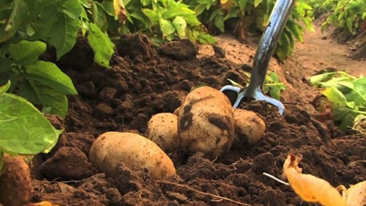 Patates ekimi yapılan araziler için son beyan tarihi 16 Şubat