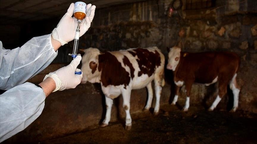 Şap hastalığına karşı mücadele devam ediyor