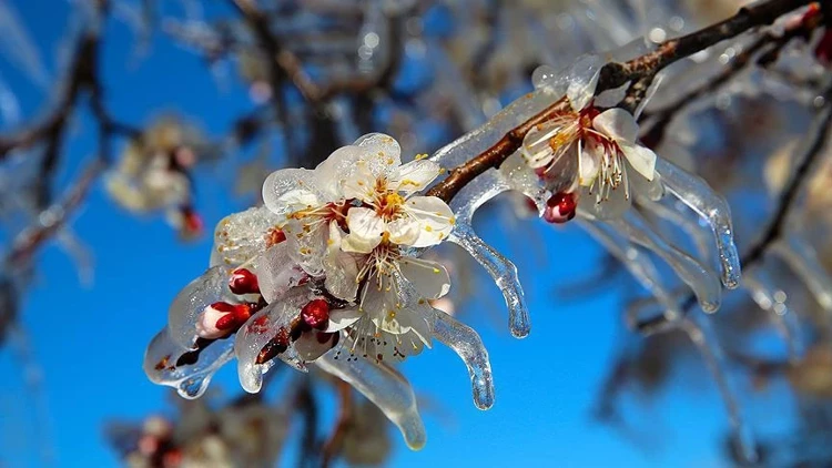 Meteoroloji uyardı: Bugün yer yer don bekleniyor