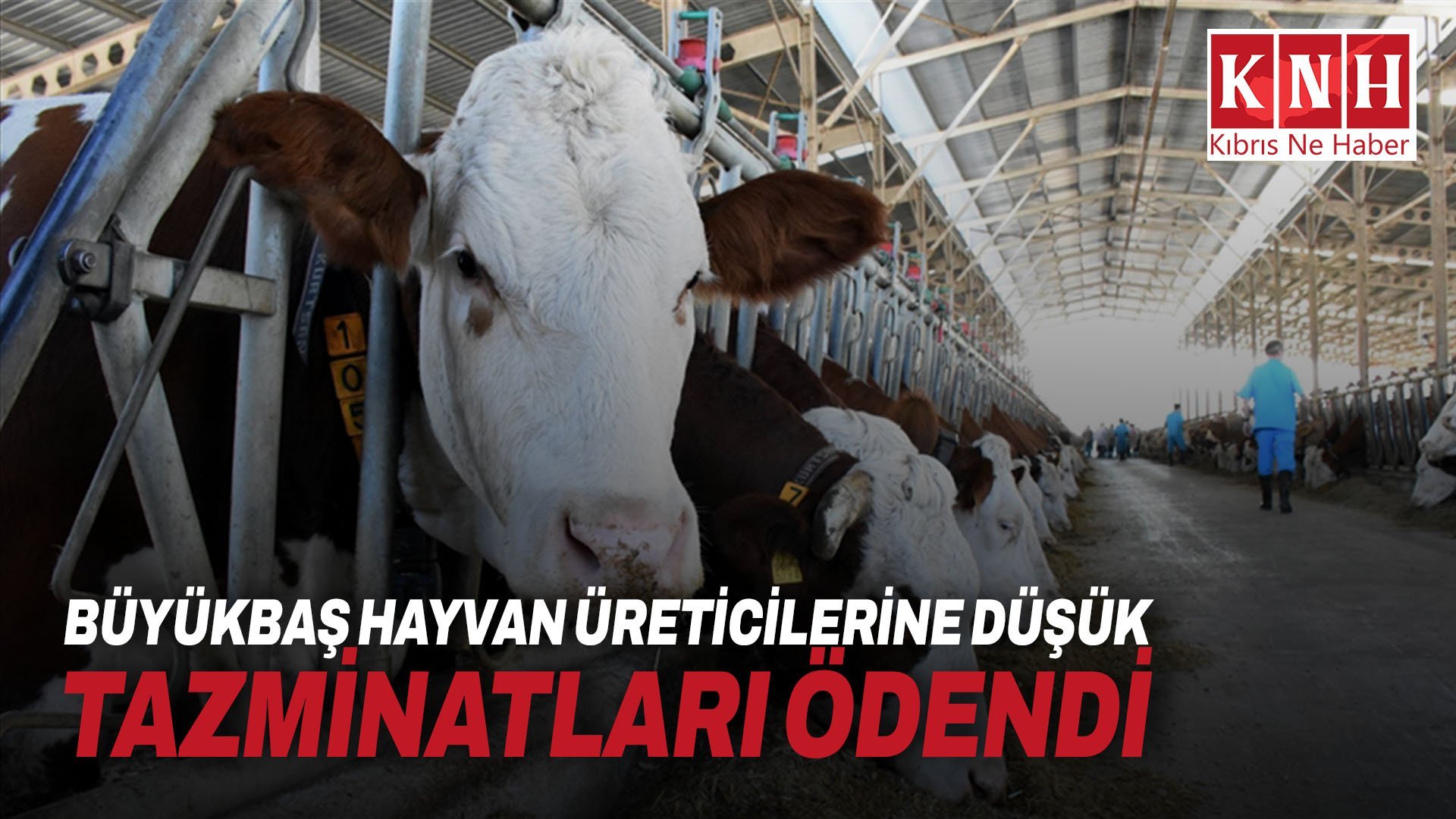 Büyükbaş hayvan üreticilerine düşük tazminatları ödendi