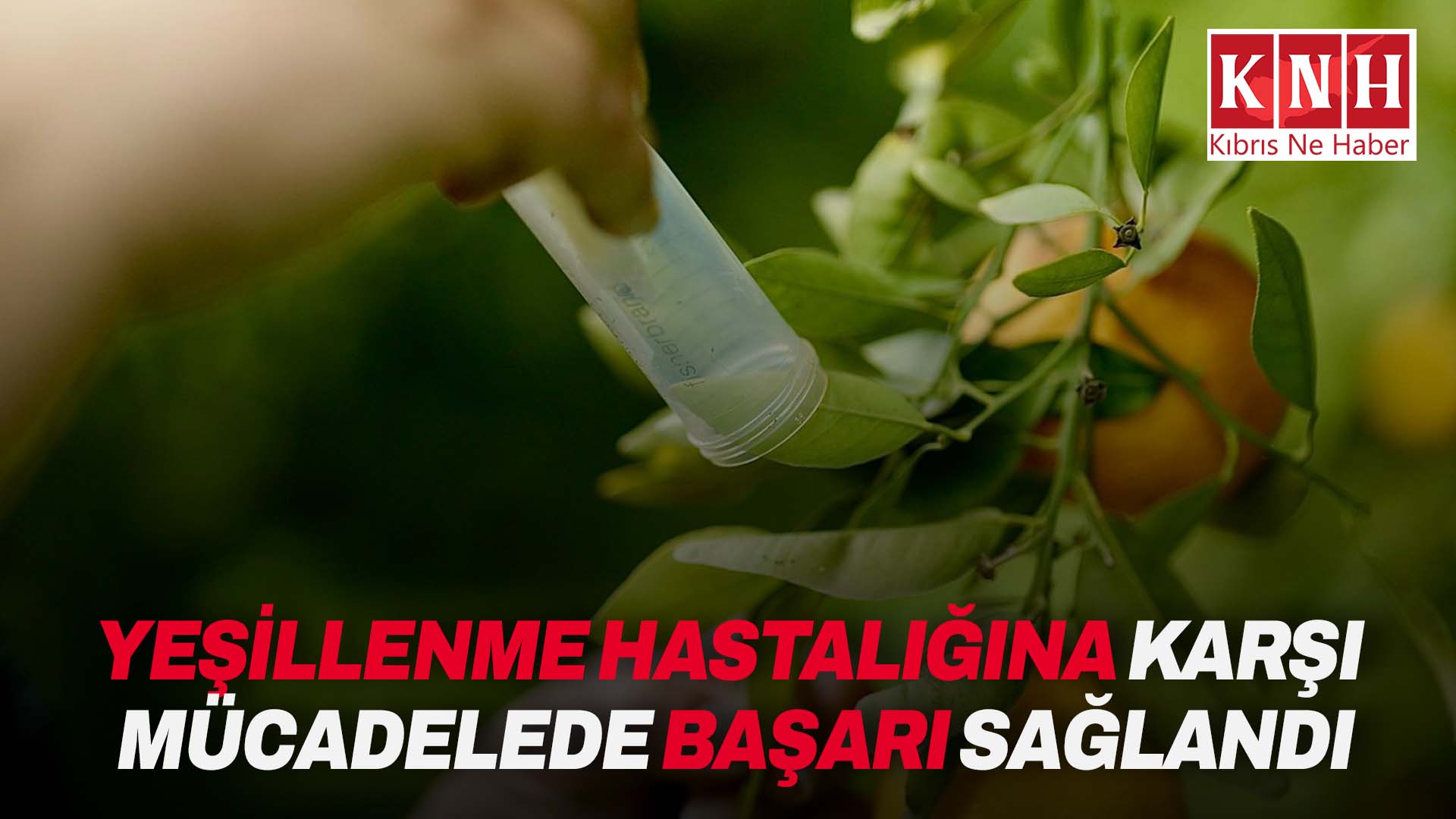 Narenciyede yeşillenme hastalığına karşı başlatılan biyolojik mücadelede başarı...