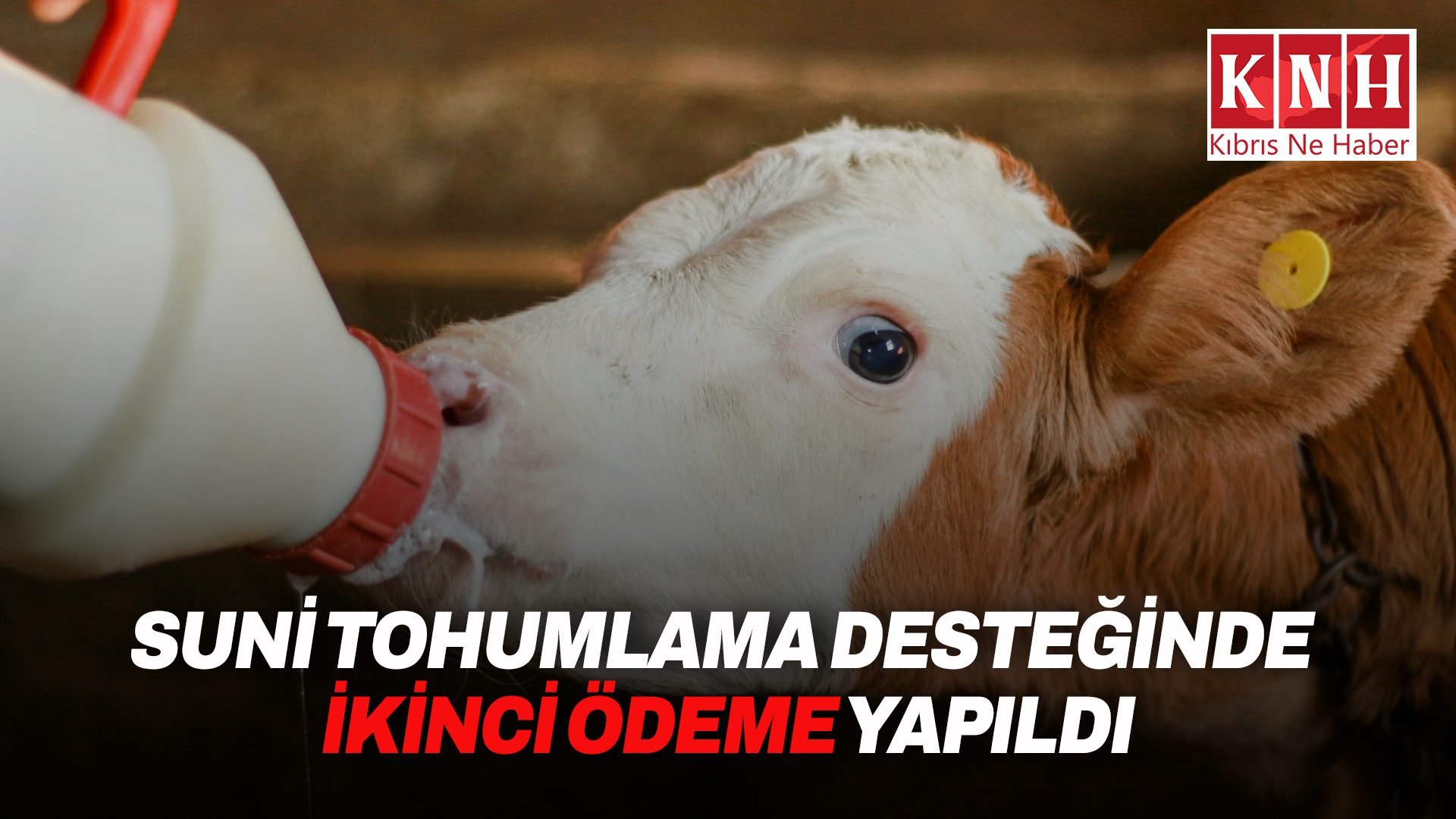 2025 yılı suni tohumlamadan doğan erkek buzağı desteği ödendi