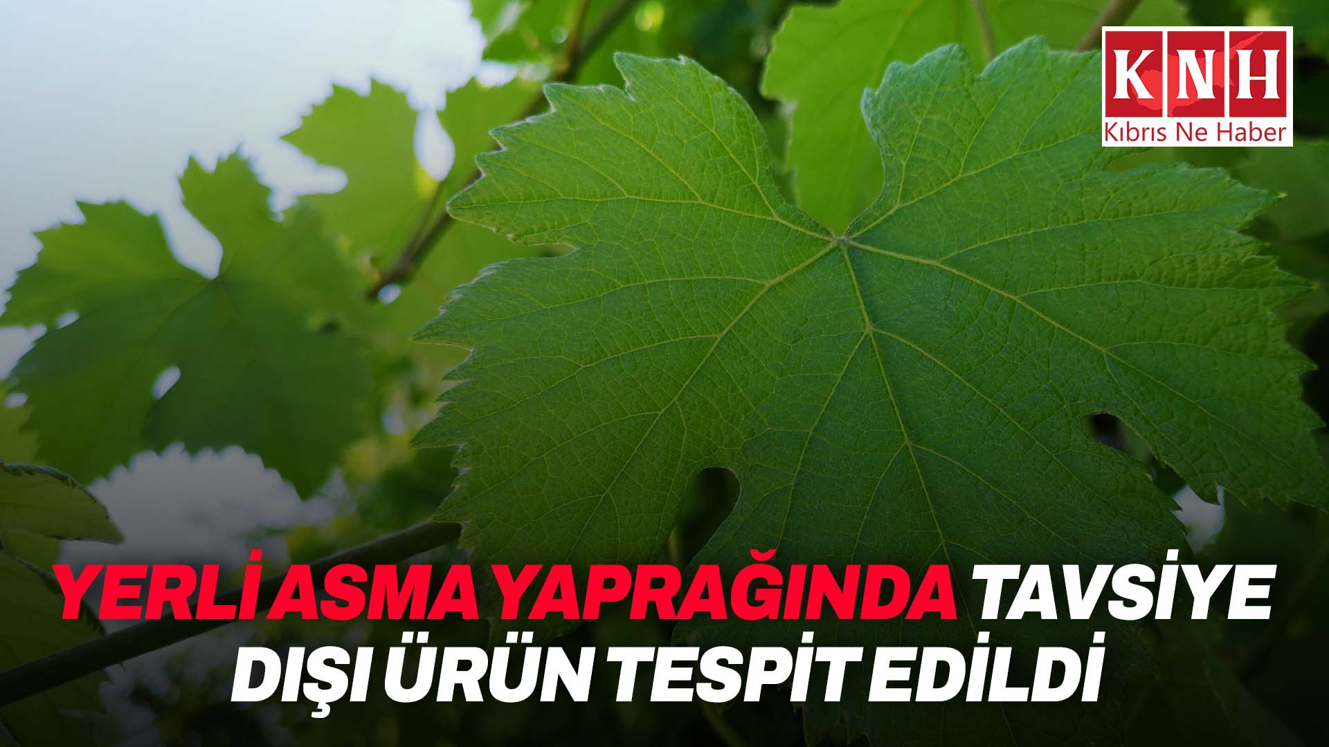 Gıda denetimleri