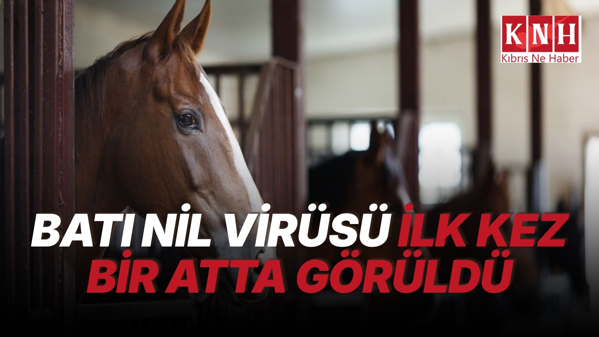 Güney Kıbrıs’ta ilk kez bir atta Batı Nil virüsü saptandı