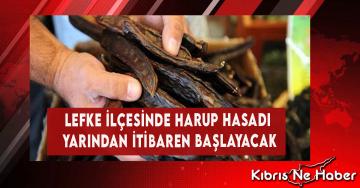 Lefke İlçesinde Harup Hasadı Yarından İtibaren Başlayacak
