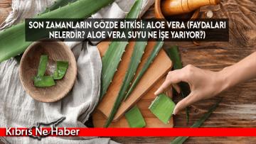 Son zamanların gözde bitkisi: Aloe Vera (Faydaları nelerdir? Aloe vera suyu ne işe yarıyor?)
