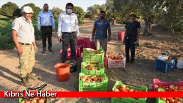 Son Günlerdeki Domates Fiyatındaki Şikayetler Ele Alındı