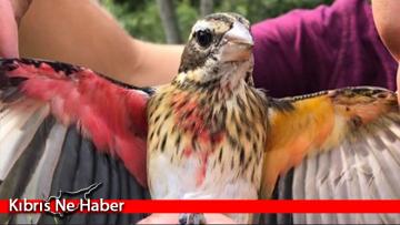 Yarısı erkek yarısı dişi kuş keşfedildi