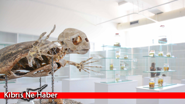 Yakın Doğu Üniversitesi müzeler daire başkanlığı kuruldu