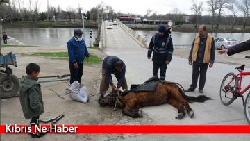 Aşırı yükten yere yığılan ata göz göre göre işkence