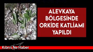 Alevkaya bölgesinde orkide katliamı yapıldı