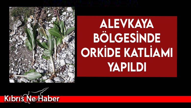 Alevkaya bölgesinde orkide katliamı yapıldı