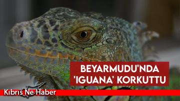 Beyarmudu’nda ‘iguana’ korkuttu