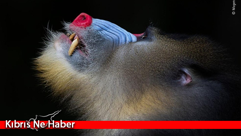 2020 ‘Yılın Doğa Fotoğrafları’ belli oldu