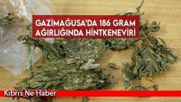 Gazimağusa’da 186 gram ağırlığında hintkeneviri