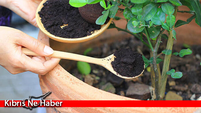 Araştırmaya göre, bitkiler ile insanlar arasında iletişim sağlamak mümkün