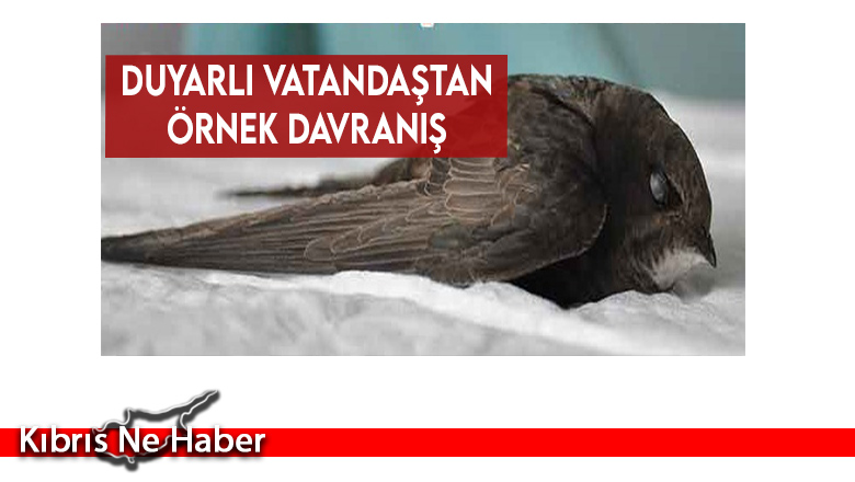 “Araba çarpması sonucu yaralanan ebabil kurtarıldı”