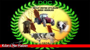 DÜÇ’ten kasaplık hayvan satışı duyurusu