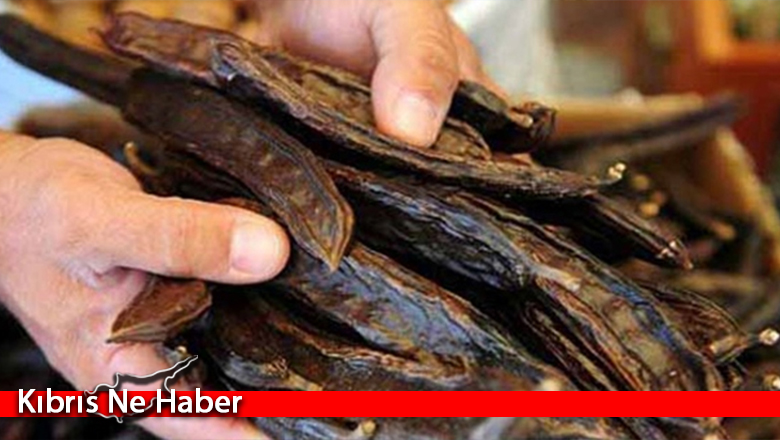 Gazimağusa’da harnup hasadına Cuma günü başlanacak