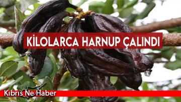 1.750 kilogram ağırlığında harnup ürünü çalındı