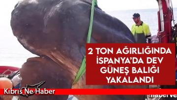 İspanya’da dev güneş balığı yakalandı: Boyu 3,2 metre, yaklaşık 2 ton ağırlığında