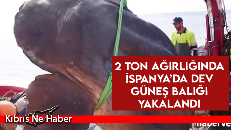 İspanya’da dev güneş balığı yakalandı: Boyu 3,2 metre, yaklaşık 2 ton ağırlığında