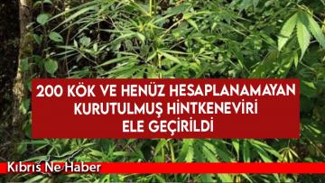 200 kök ve henüz hesaplanamayan kurutulmuş hintkeneviri ele geçirildi
