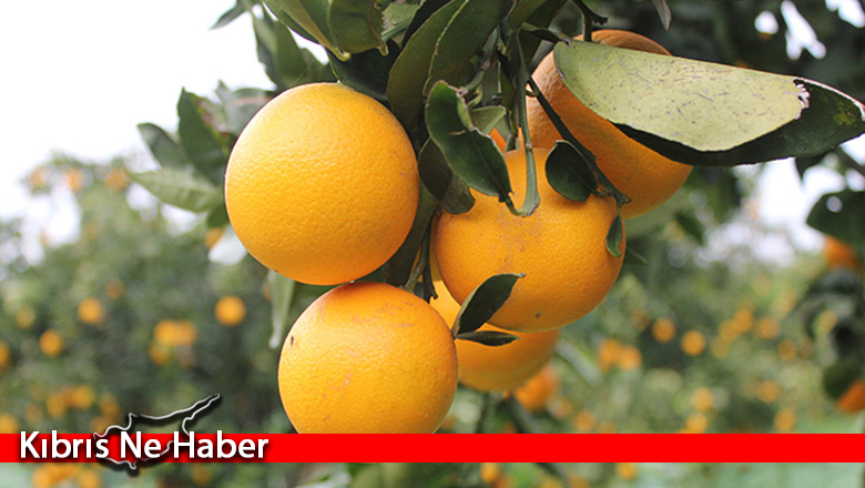 Narenciye Kesim Ekipleri Birliği’nin grevi devam ediyor