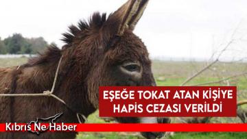 Eşeğe tokat atan kişiye hapis cezası verildi