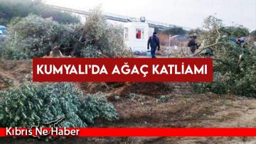 11 adet genç zeytin ağacını kökten kesti