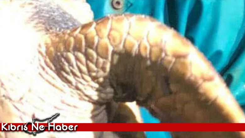 Marmara Denizi’nde şaşkına çeviren av! Görür görmez denize bıraktılar