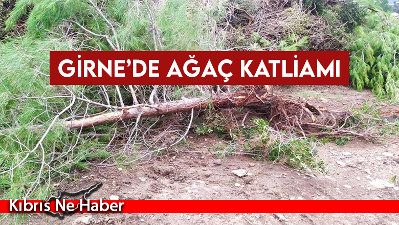 Girne’de ağaç katliamı