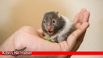 COVID-19 hamsterlardan insanlara bulaşabiliyor