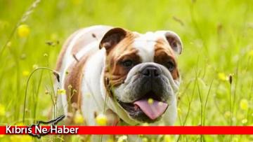 Norveç’te İngiliz Bulldog ve King Charles köpek cinsleri yasaklandı