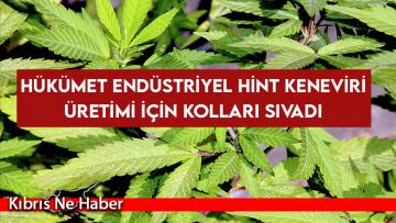 Hükümet endüstriyel Hint Keneviri üretimi için kolları sıvadı