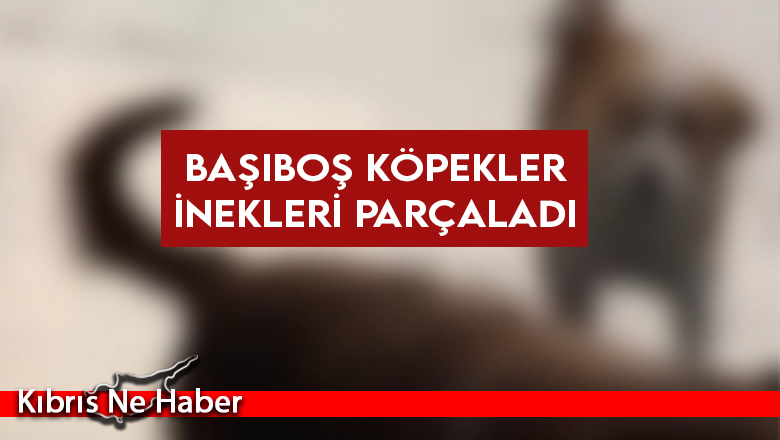 Başıboş köpekler inekleri parçaladı
