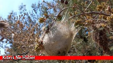 KEMA: Çam kese böceği nedeniyle kuruyan ormanlar için bütçe ayrılmalı