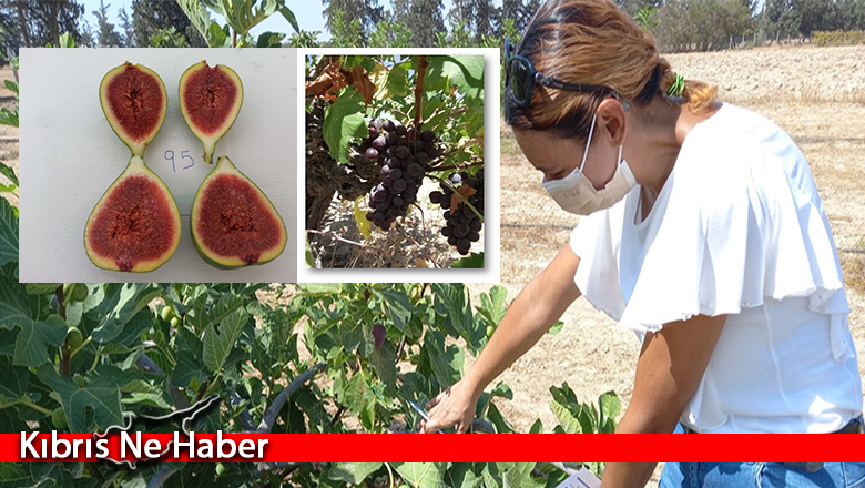 Dört incir iki de üzüm türü için tescil başvurusu kabul edildi