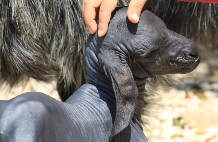 Tüysüz doğan oğlaktan yeni haber! Veteriner açıkladı: Hayatı boyunca böyle kalacak