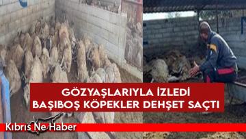 Kaleburnu’nda çiftliği bulunan vatandaş güne kabusla başladı